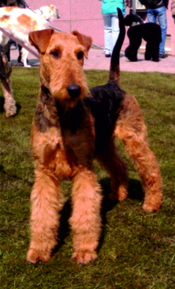 Airedale-Terrier Rüde in Ausstellungs Form